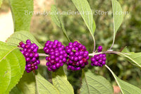 An original premium quality art print of American Beautyberry Four Pods in a Row for sale by Brandywine General Store