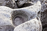 An original premium quality art print of Bird Bath on Tail End of Rock in Dolly Sods WV