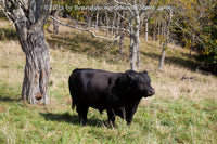 An original premium quality art print of a Black Bull on Mountain Side Pasture for sale by Brandywine General Store