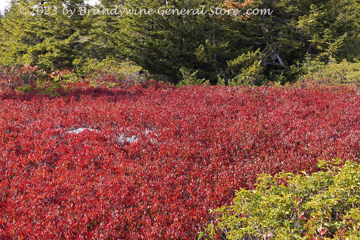 An art print of Blueberry Bed at Edge of a Spruce Forest in the Bear Rocks Preserve Dolly Sods WV