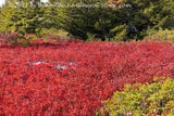 An art print of Blueberry Bed at Edge of a Spruce Forest in the Bear Rocks Preserve Dolly Sods WV