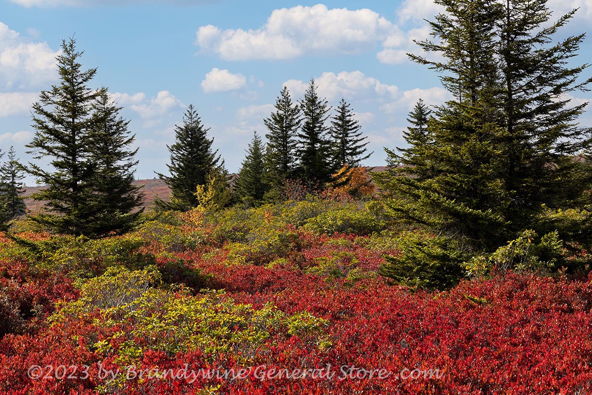 An original premium quality art print of Blueberry Bushes and Wild Mountain Laurel in Spruce Trees at Dolly Sods WV for sale by Brandywine General Store