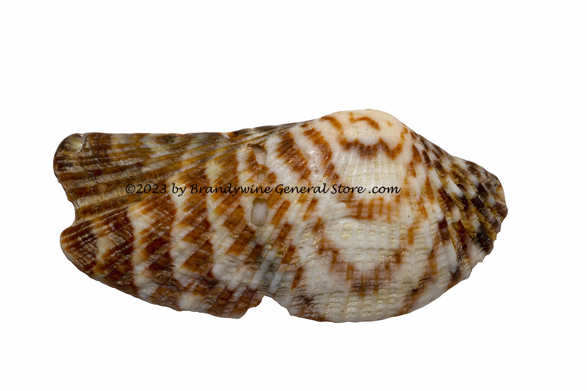 art print of Brown and White Striped Sea Shell