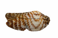 An original premium quality art print of Brown and White Striped Sea Shell for sale by Brandywine General Store