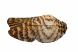 art print of Brown and White Striped Sea Shell
