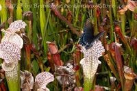 An original premium quality art print of Butterfly on the Pitcher Plant at NCU for sale by Brandywine General Store