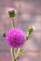 An original premium quality art print of Canadian Thistle with Stinging Bee for sale by Brandywine General Store