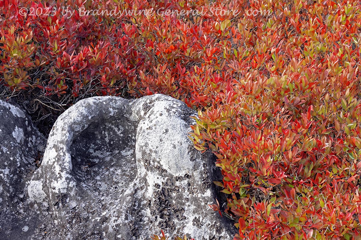 An original premium quality art print of Chair Rock Surrounded by Red Blueberry Bushes in Dolly Sods WV