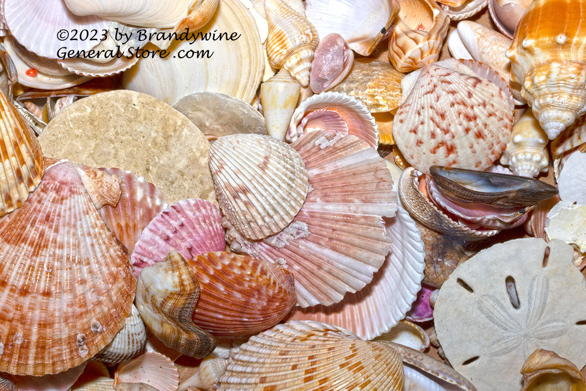 art print of Clams, Sand Dollars and More