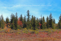 An original premium quality art print of Fall in Dolly Sods with Cotton Grass and Red Bushes for sale by Brandywine General Store.