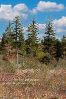 An original premium quality art print of Cotton Grass and Tall Spruce Trees on Dolly Sods for sale by Brandywine General Store