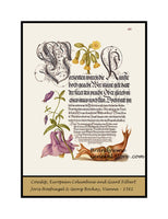 An archival premium quality poster style print of Cowslip, European Columbine and Giant Filbert from an Illuminated Manuscript for sale by Brandywine General Store