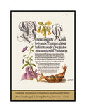 An archival premium quality poster style print of Cowslip, European Columbine and Giant Filbert from an Illuminated Manuscript for sale by Brandywine General Store