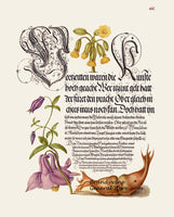 An archival premium quality art print of Cowslip, European Columbine and Giant Filbert from an Illuminated Manuscript for sale by Brandywine General Store