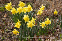 An original premium quality art print of Daffodil Blooms Right, Left and Center for sale by Brandywine General Store