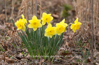 An original premium quality art print of Daffodil Clump Among Dried Grass Stalks for sale by Brandywine General Store