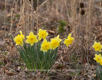 An original premium quality art print of Daffodils Among Dried Grasses and Teasel for sale by Brandywine General Store
