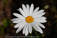 An original premium quality art print of Daisy a Single Bloom in the Sunshine for sale by Brandywine General Store