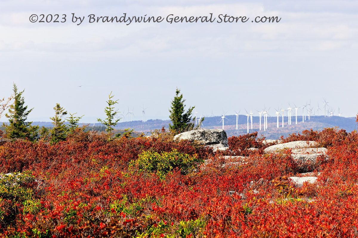 An original premium quality art print of Dolly Sods Landscape with Windmills