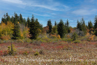 An original premium quality art print of Field of Cotton Grass and Fall Colors in Dolly Sods for sale by Brandywine General Store