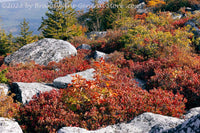 An original premium quality art print of Fall Bed in Circled Slab Rocks in Dolly Sods WV for sale by Brandywine General Store