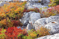An original premium quality art print of Fall Garden Escaping over Rock Wall in Dolly Sods WV for sale by Brandywine General Store