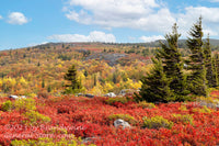 An original premium quality art print of Flagged Spruce Enjoying the Fall Scenery at Dolly Sods for sale by Brandywine General Store