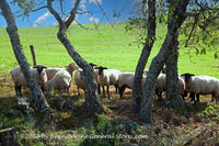 An original premium quality art print of a Flock of Sheep Gossiping behind Crooked Trees for sale by Brandywine General Store