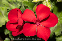 An original premium quality art print of Geranium a Pair of Single Red Blooms for sale by Brandywine General Store