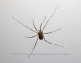 An original premium quality art print of Granddaddy Long Legs Spider on a White Column for sale by Brandywine General Store