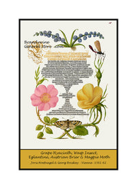 An archival premium quality poster style print of Grape Hyacinth, Wasp like Insect, Eglantine, Austrian Brier and Magpie Moth made from an illuminated manuscript for sale by Brandywine General Store