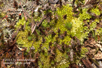 An original premium quality art print of Green Mosses and Lichens with Red Berries for sale by Brandywine General Store