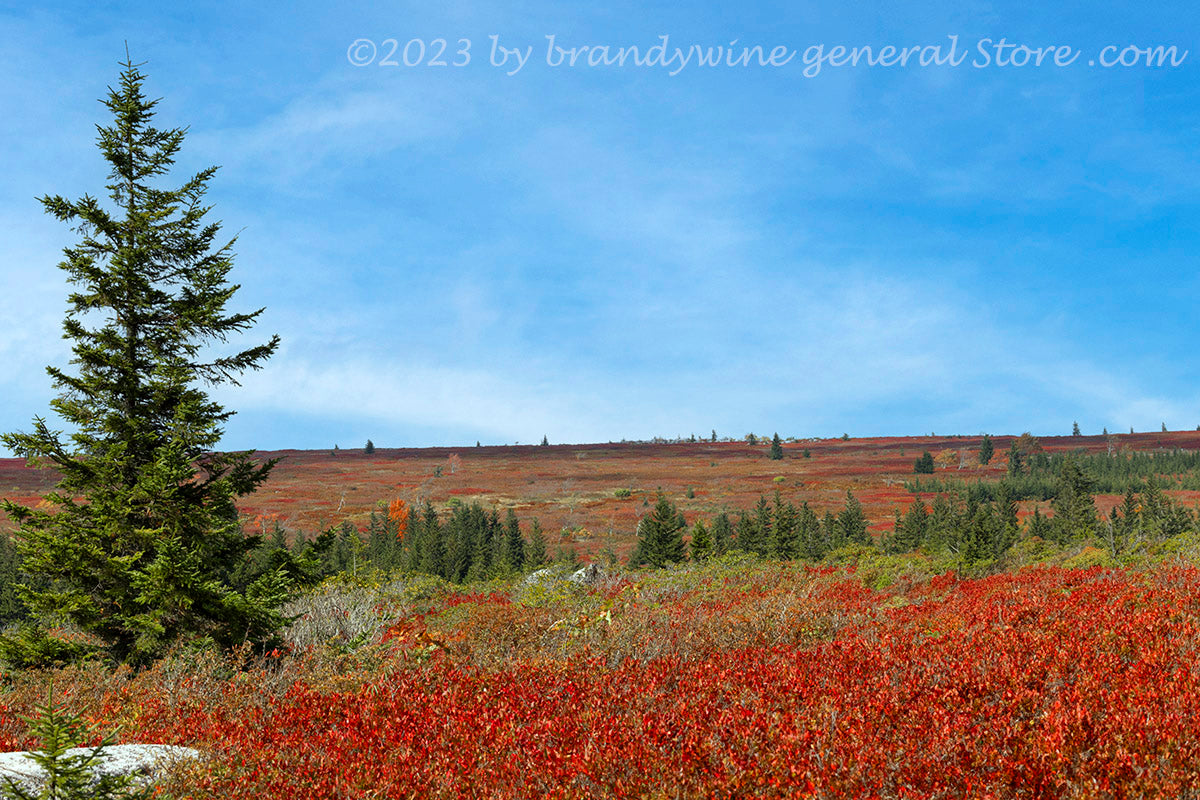 An art print of Heath Bog and Red Blueberry Bushes at Dolly Sods WV