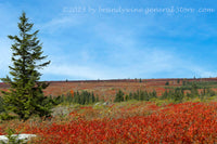An original premium quality art print of Heath Bog and Red Blueberry Bushes at Dolly Sods WV for sale by Brandywine General Store
