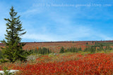 An art print of Heath Bog and Red Blueberry Bushes at Dolly Sods WV