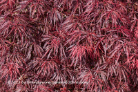 An original premium quality art print of Japanese Maple a Full Carpet of Red for sale by Brandywine General Store