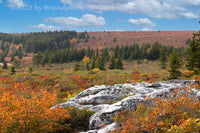 An original premium quality art print of Large Rock in Midst of Fall Colors with Sphagnum moss in Dolly Sods WV for sale by Brandywine General Store