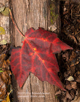 An original premium quality art print of Lone Red Leaf on a Small Log for sale by Brandywine General Store