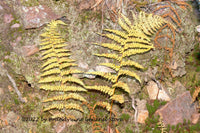 A premium quality art print of a Pair of Yellow Fern Fronds Against the Rocks for sale by Brandywine General Store