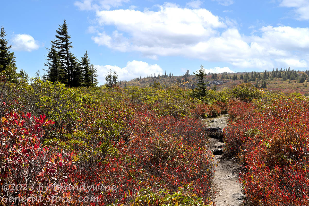 An art print of Walkway Through Red Blueberry Bushes and Spruce Trees