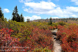 An art print of Walkway Through Red Blueberry Bushes and Spruce Trees