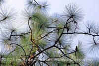 An original premium quality art print of Pine Needles Meandering in the Sky for sale by Brandywine General Store
