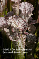 An original premium quality art print of Pitcher Plant a Macro View at NCU for sale by Brandywine General Store