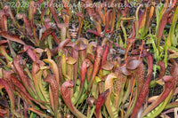 An original premium quality art print of Pitcher Plants Bed of Dixie Lace for sale by Brandywine General Store