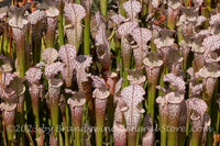 An original premium quality art print of Pitcher Plants Full Bed of White Stalks with Red Veins for sale by Brandywine General Store