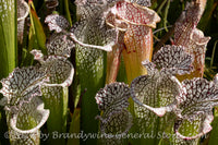 An original premium quality art print of Pitcher Plants Macro View of Stalks and Mouths for sale by Brandywine General Store