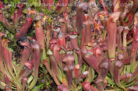 An original premium quality art print of Pitcher Plants Red Bug variety for sale by Brandywine General Store