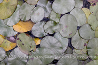 An original premium quality art print of Pond Lilies Narrow Leaf Variety at NCU Gardens for sale by Brandywine General Store