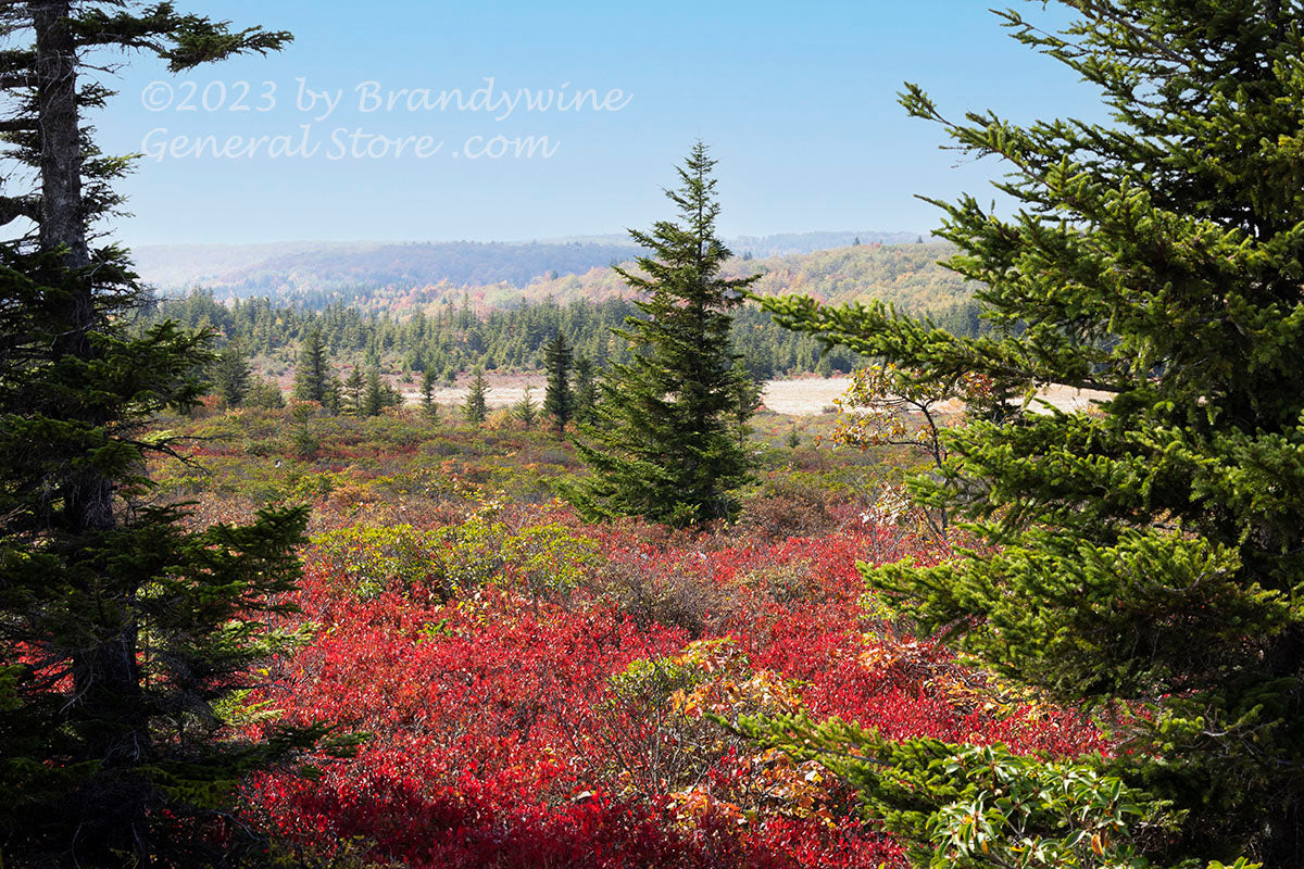An art print of Red Blueberry Bushes Surrounded by Three Spruce Trees in Dolly Sods WV