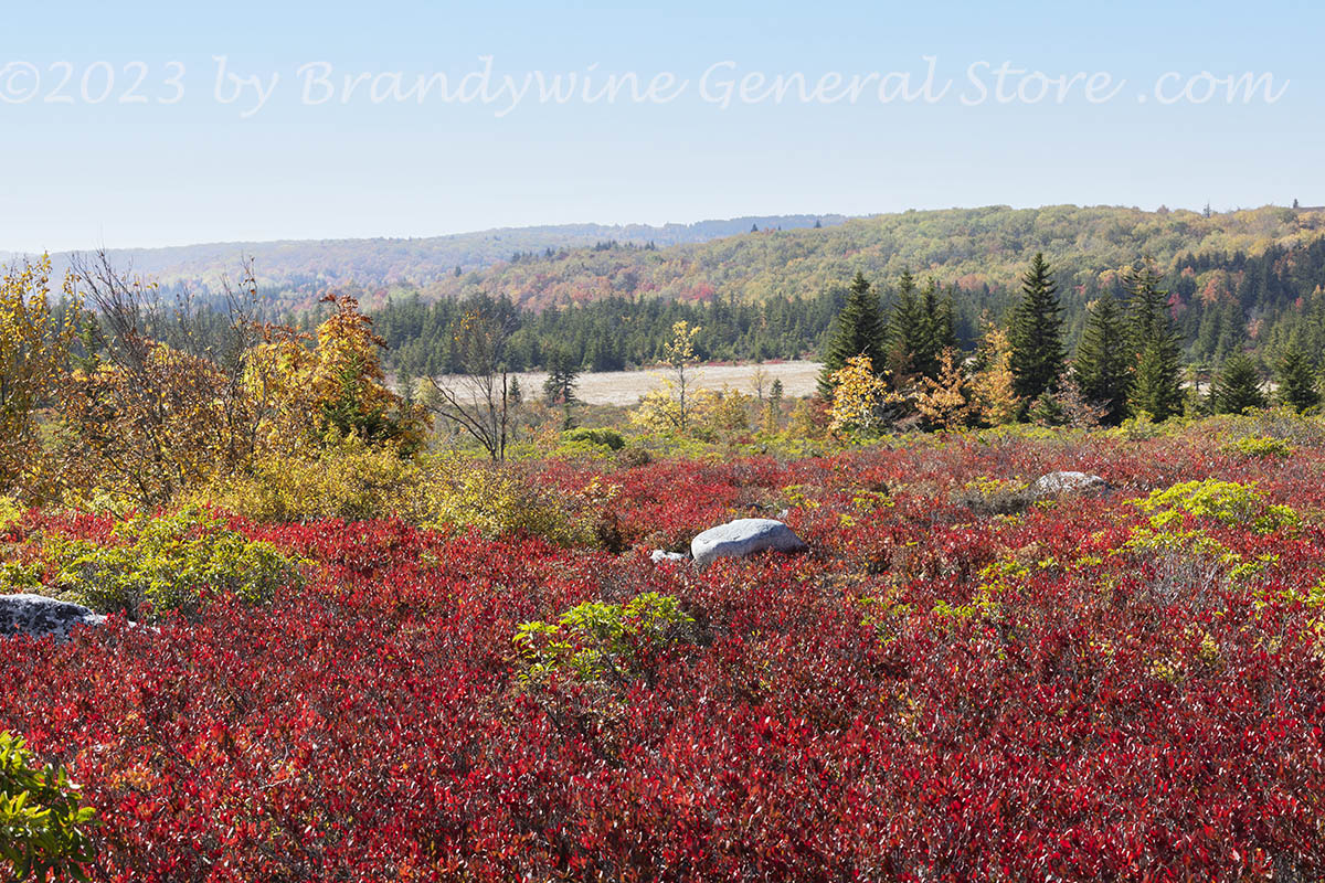 An original premium quality art print of Red, Yellow and Green Fall in Dolly Sods WV